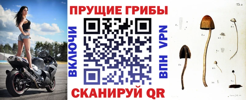 Галлюциногенные грибы Psilocybe  даркнет сайт  мориарти клад  Черкесск 